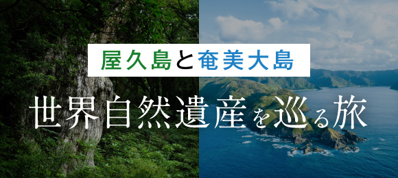 屋久島と奄美大島を巡る世界遺産の旅